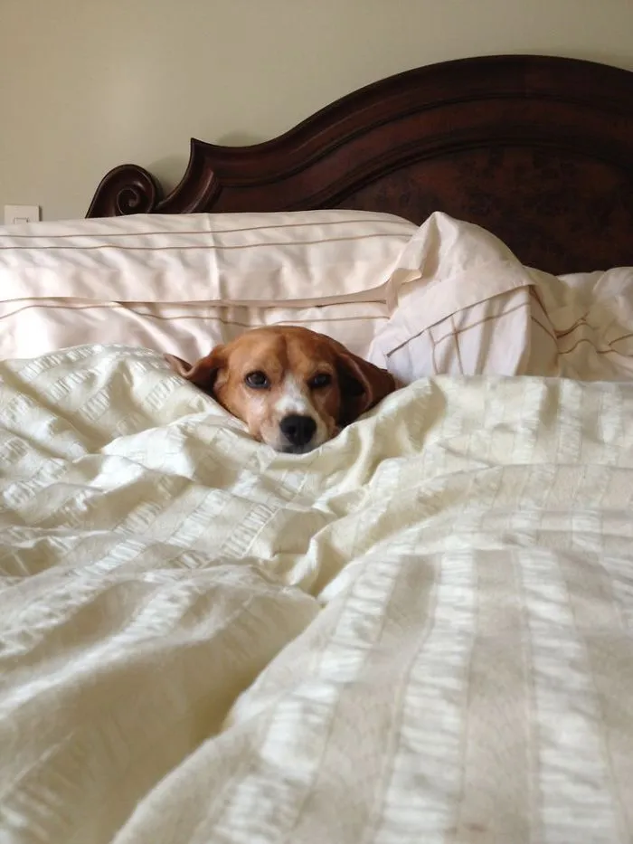 50 Sleepy Dogs Who're Definitely Not Letting You Sleep In Your Bed Tonight