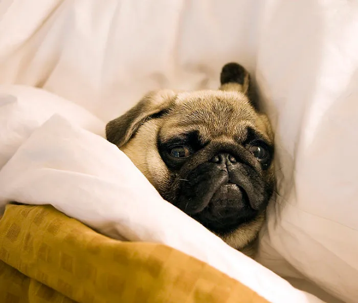 50 Sleepy Dogs Who're Definitely Not Letting You Sleep In Your Bed Tonight