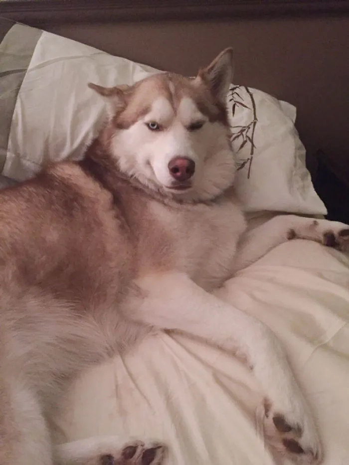 50 Sleepy Dogs Who're Definitely Not Letting You Sleep In Your Bed Tonight