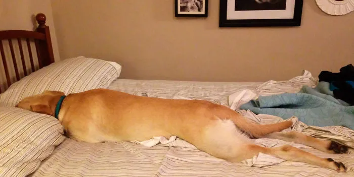 50 Sleepy Dogs Who're Definitely Not Letting You Sleep In Your Bed Tonight