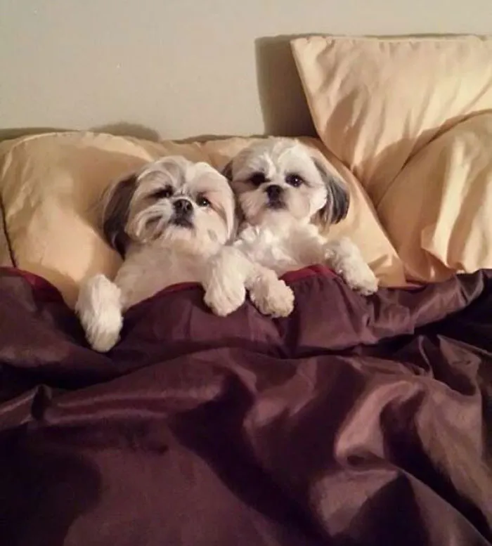 50 Sleepy Dogs Who're Definitely Not Letting You Sleep In Your Bed Tonight