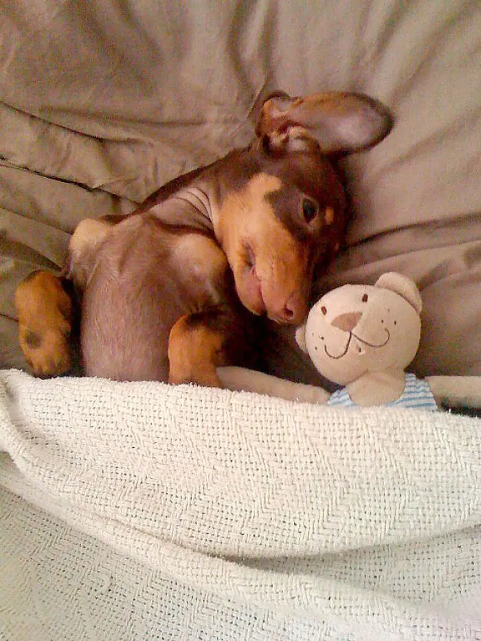 50 Sleepy Dogs Who're Definitely Not Letting You Sleep In Your Bed Tonight
