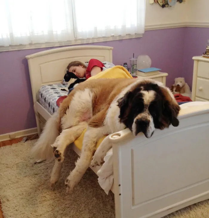 50 Sleepy Dogs Who're Definitely Not Letting You Sleep In Your Bed Tonight