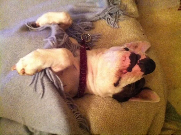 50 Sleepy Dogs Who're Definitely Not Letting You Sleep In Your Bed Tonight