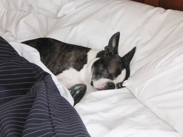 50 Sleepy Dogs Who're Definitely Not Letting You Sleep In Your Bed Tonight