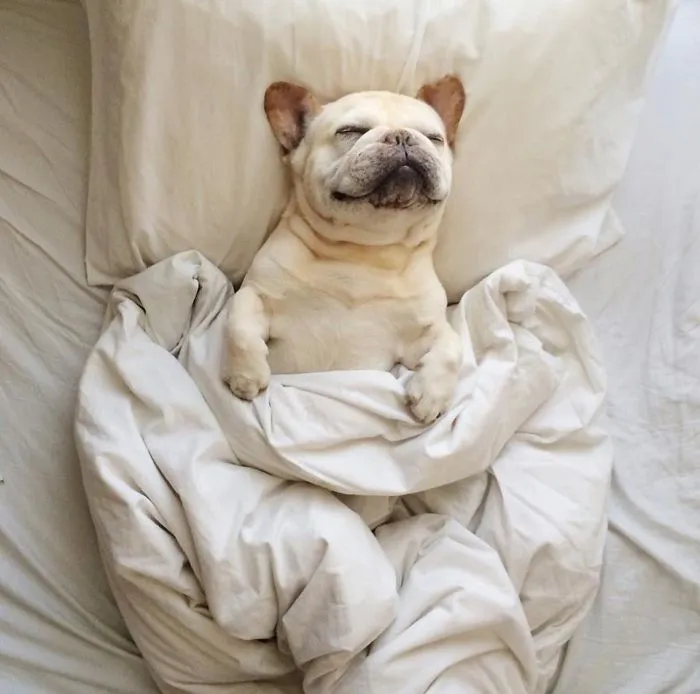 50 Sleepy Dogs Who're Definitely Not Letting You Sleep In Your Bed Tonight