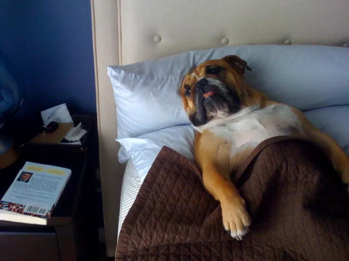 50 Sleepy Dogs Who're Definitely Not Letting You Sleep In Your Bed Tonight