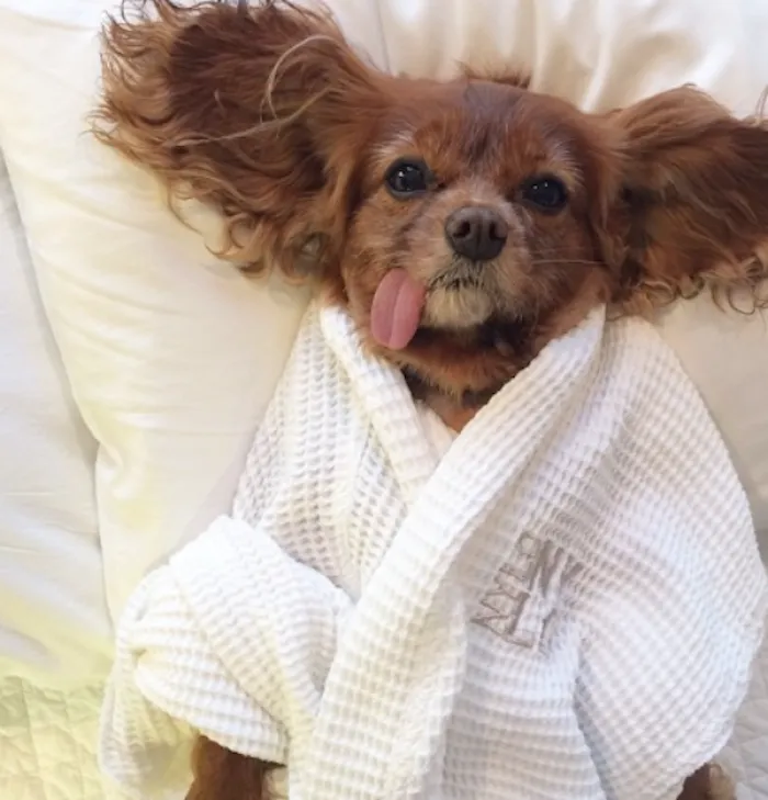 50 Sleepy Dogs Who're Definitely Not Letting You Sleep In Your Bed Tonight