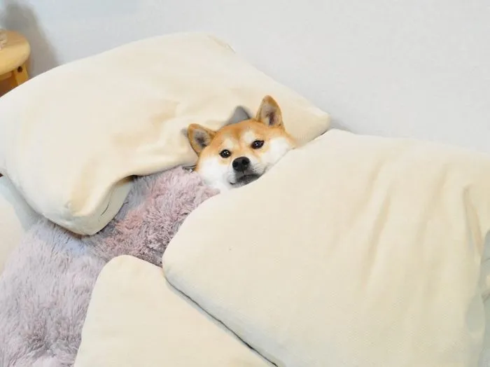 50 Sleepy Dogs Who're Definitely Not Letting You Sleep In Your Bed Tonight