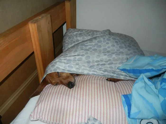 50 Sleepy Dogs Who're Definitely Not Letting You Sleep In Your Bed Tonight