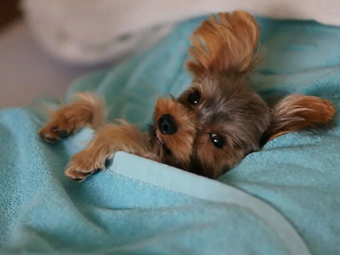 50 Sleepy Dogs Who're Definitely Not Letting You Sleep In Your Bed Tonight