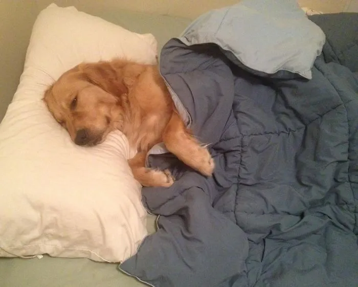 50 Sleepy Dogs Who're Definitely Not Letting You Sleep In Your Bed Tonight