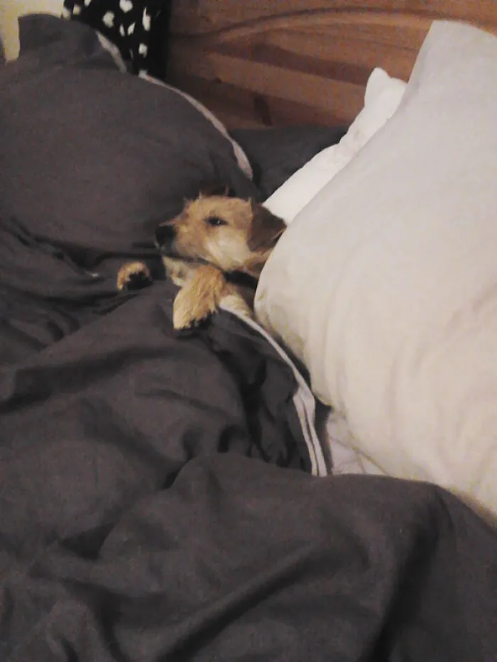 50 Sleepy Dogs Who're Definitely Not Letting You Sleep In Your Bed Tonight