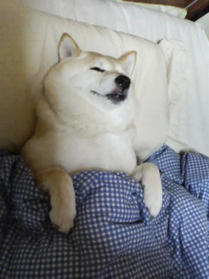 50 Sleepy Dogs Who're Definitely Not Letting You Sleep In Your Bed Tonight