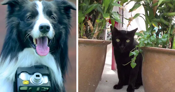 World's First 'Phodographer' Dog Uses Heart Rate Monitor That Snaps Pics When He Gets Excited