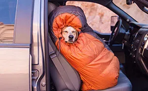 Photographer Takes His Rescued Dog Maddie On Epic Adventures