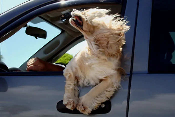 Dog Enjoying A Ride