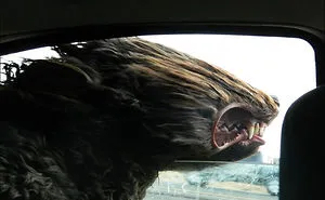 68 Funny Dogs That Love Car Rides More Than Anything
