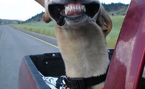 68 Funny Dogs That Love Car Rides More Than Anything