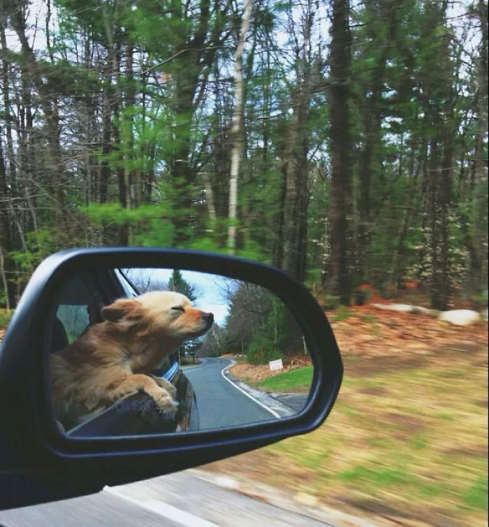 Lucy Loves Car Rides
