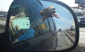 68 Funny Dogs That Love Car Rides More Than Anything