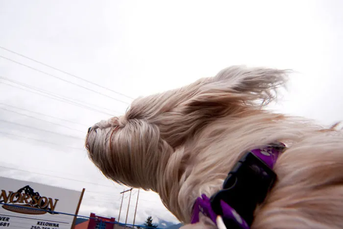 Maggie's A Speed Addict