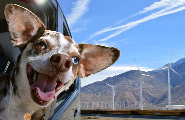 Dog Enjoying The Wind