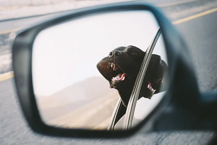 My Labrador Retriever During A Car Ride