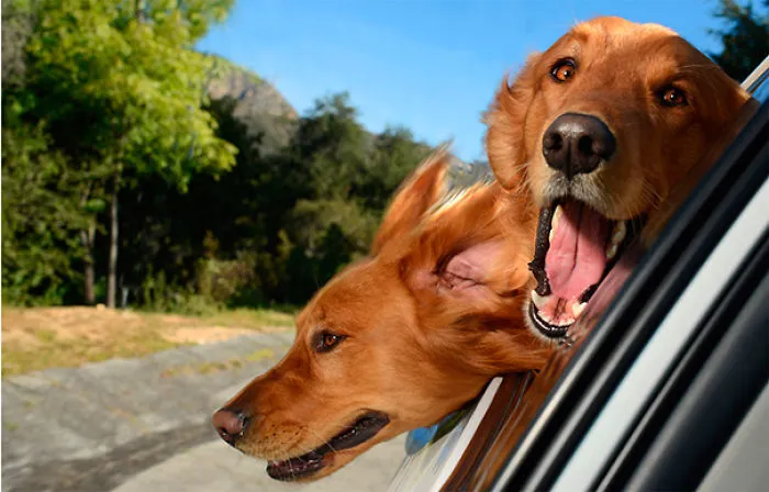 Dogs Enjoying A Ride