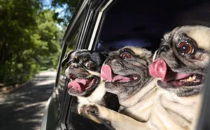 68 Funny Dogs That Love Car Rides More Than Anything