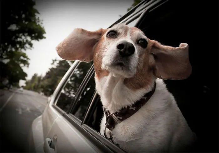 Dog Enjoying A Car Ride