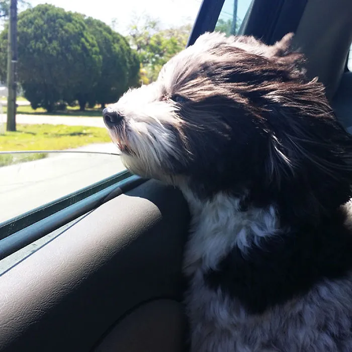 My Dog Enjoying Some Wind
