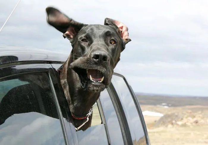 Dog Loves Car Rides