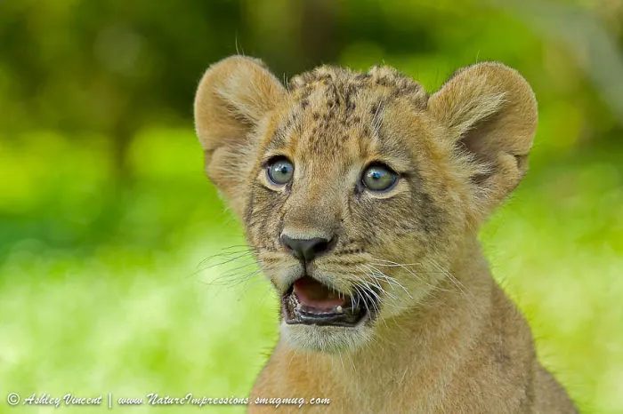 91 Astonished Animals Who Are Freaked Out By What's Happening