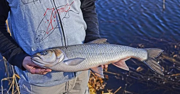 Polish Artist Makes Amazing Fish Carvings