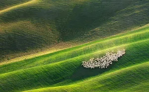 Sheep In Tuscan Fields In Italy