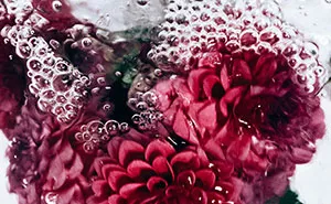 Flotsam: Flower Portraits Captured Underwater