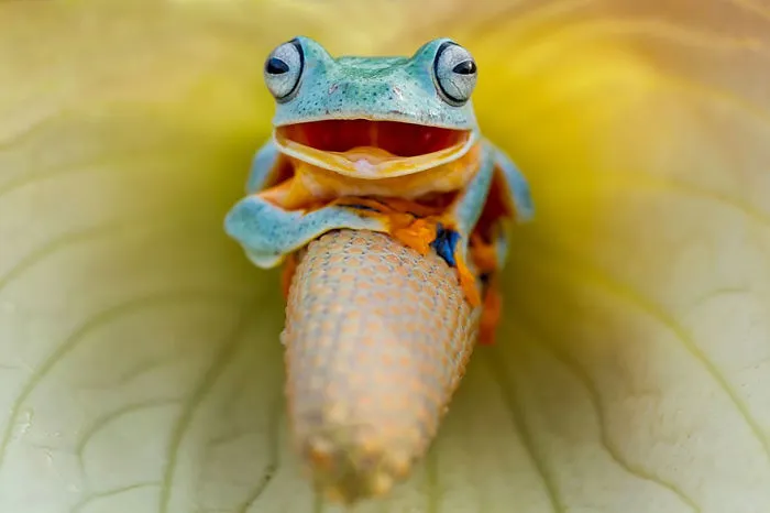 Smile