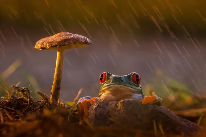 Rain & Shine