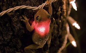 41 Of The Coolest Frogs And Toads In The World