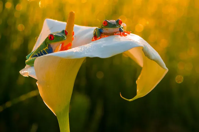 Prince &amp; Kermit