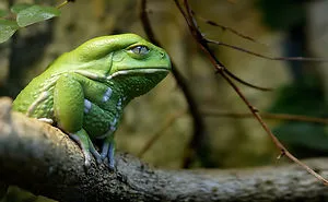 41 Of The Coolest Frogs And Toads In The World