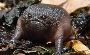 41 Of The Coolest Frogs And Toads In The World