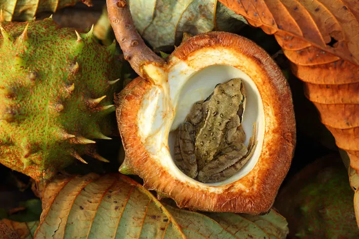 Autumn Frog