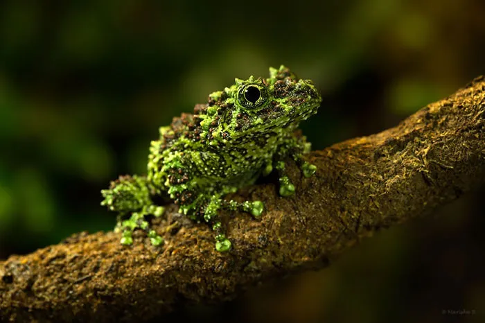 Mossy Frog