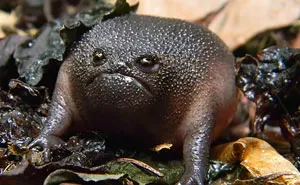 41 Of The Coolest Frogs And Toads In The World