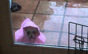 50 Pets That Need To Go Inside RIGHT NOW
