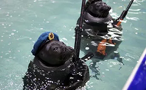 Russian Seals Commemorate Victory Day With A Unique Performance
