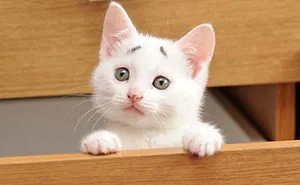 8-Week-Old Kitten Born With Permanently Worried-Looking Eyebrows