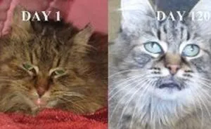 Frostbitten Cat Transforms After Rescue